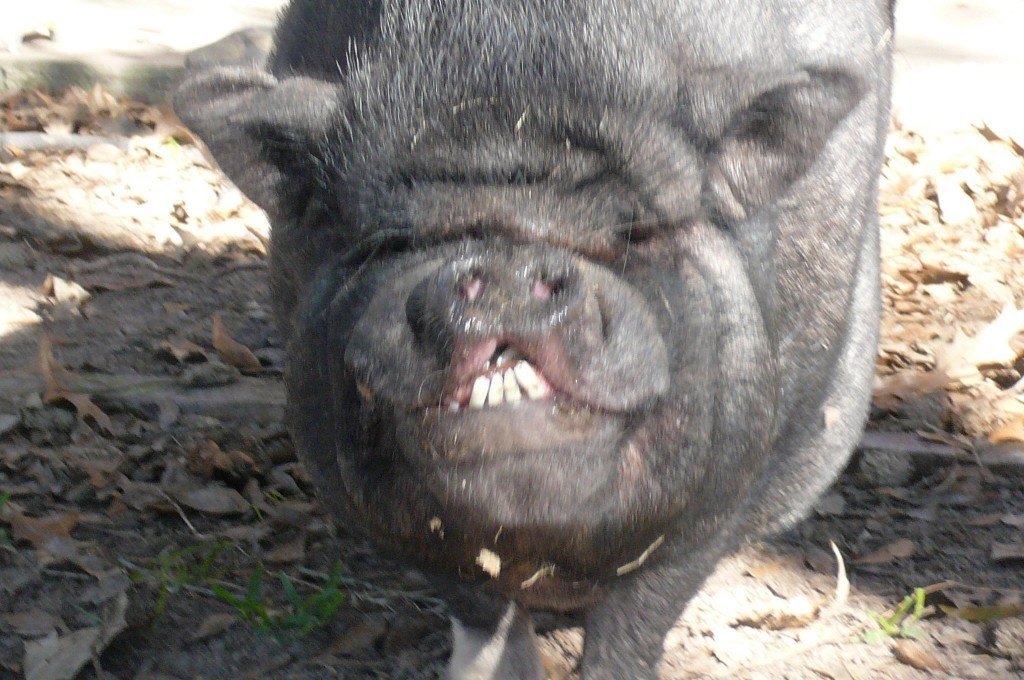 Sweet Pete