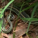 Garter snake after eating frog
