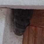 Snake in doorjamb