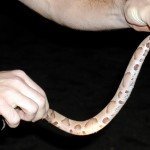 copperhead