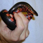 mud snake