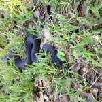 yellow-bellied water snake